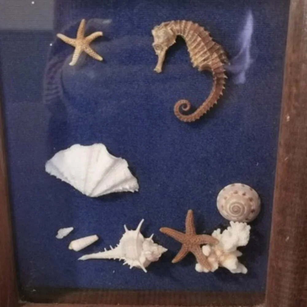 Vintage Shadow Box Nautical Mixed Seashell Seahorse Wall Art Work 8.5 x‎ 10.5 in
